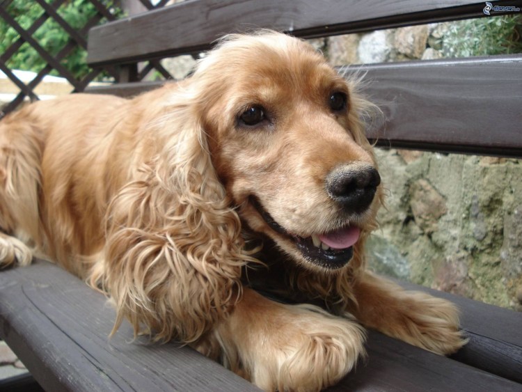 Английский кокер-спаниель