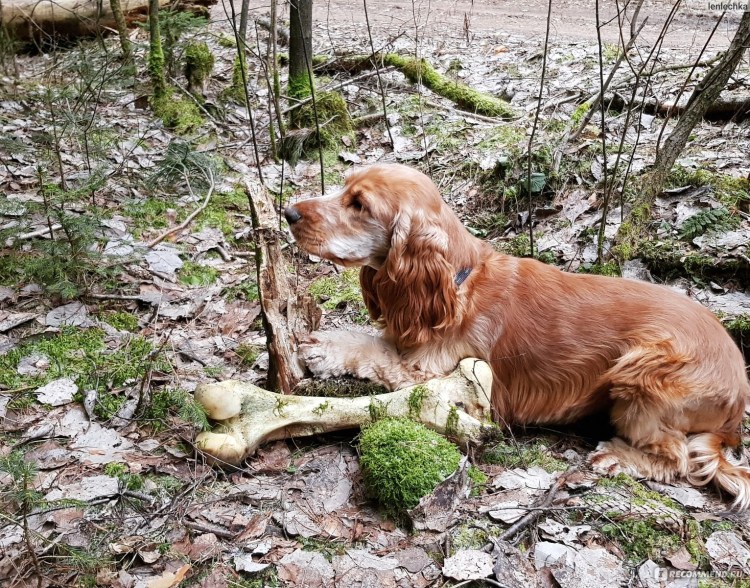 Кокер спаниель русский охотничий рыжий