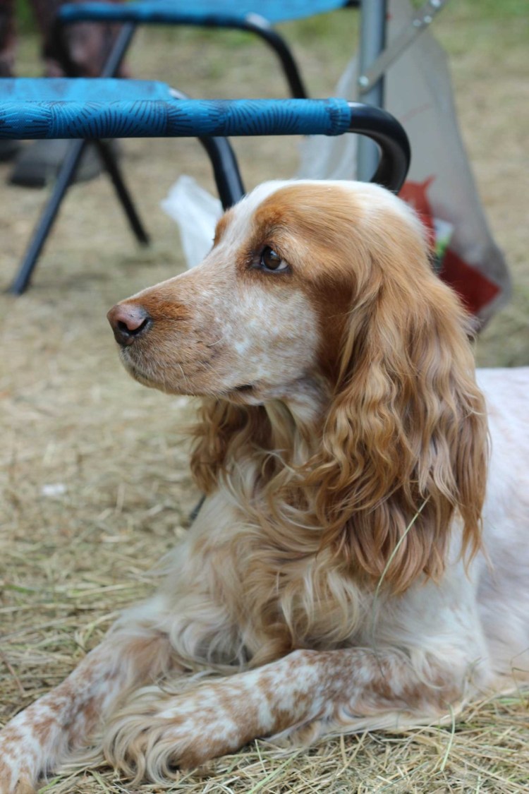 Кокер спаниель русский охотничий