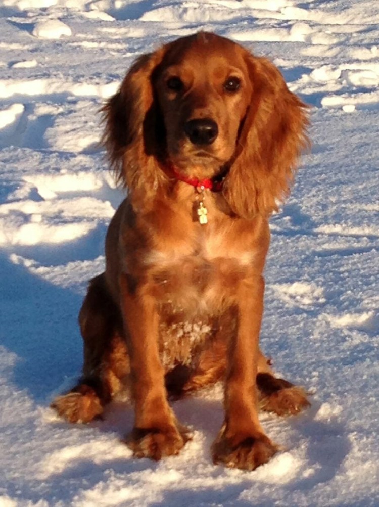 Русский охотничий спаниель