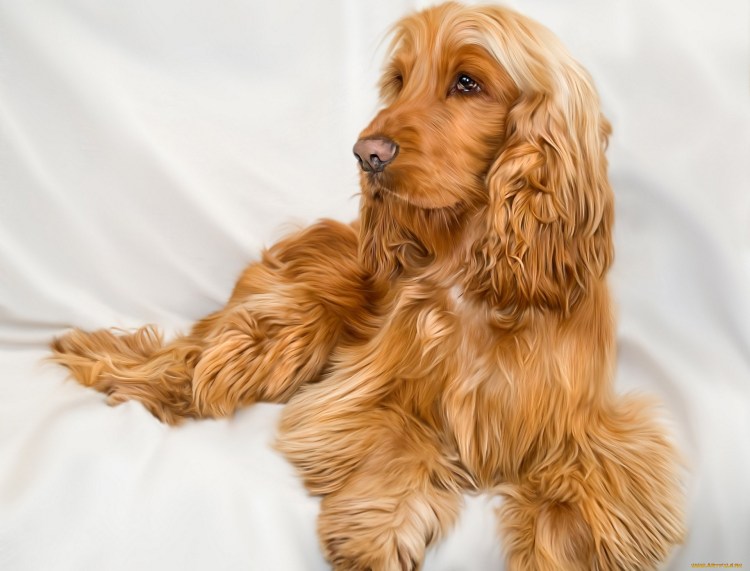 Английский кокер-спаниель