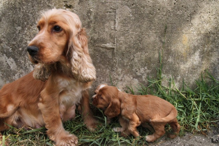 Кокер спаниель английский красивый