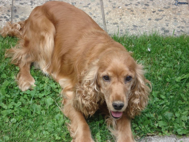 Английский кокер спаниель золотистый