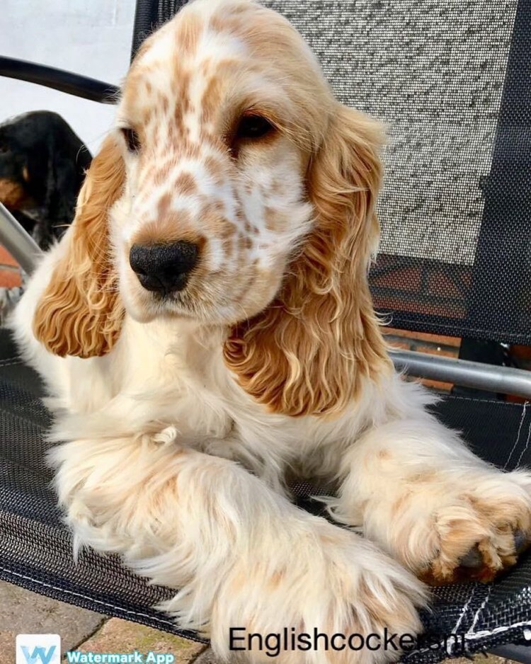 Английский кокер спаниель палевый окрас