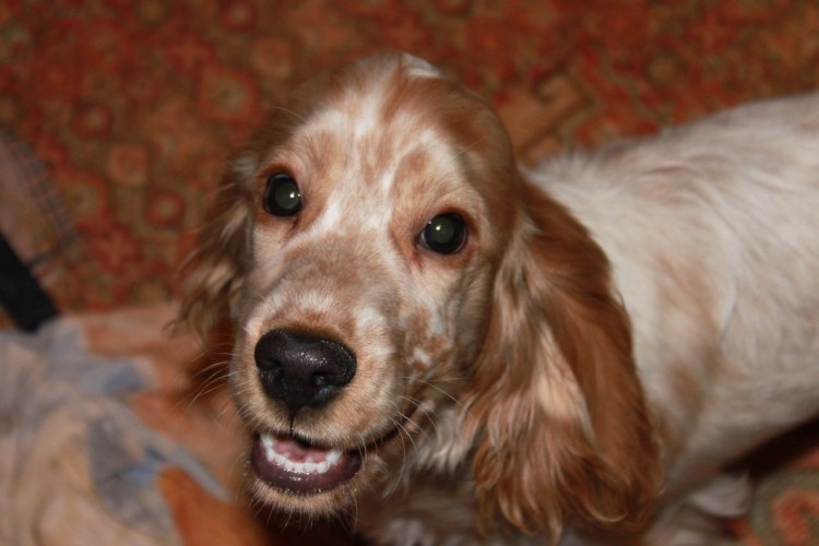 Турецкий спаниель