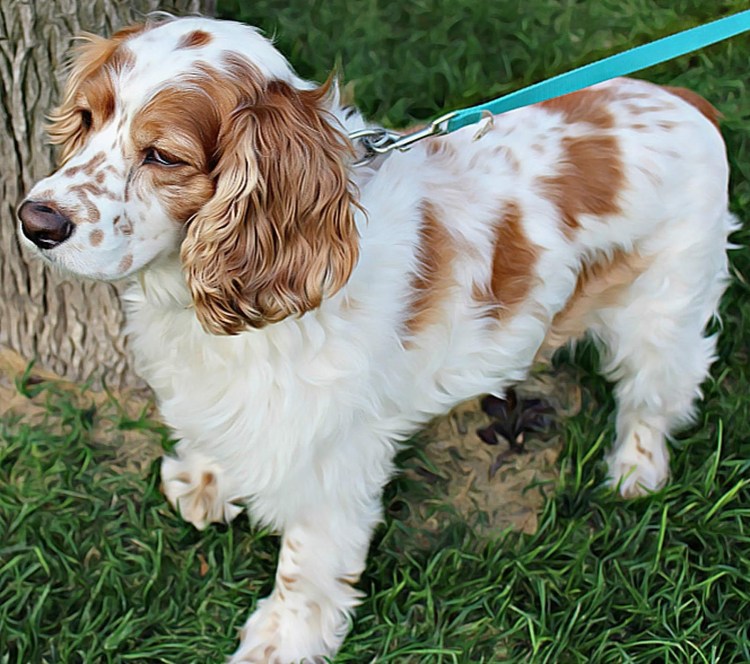 Золотистый кокер спаниель