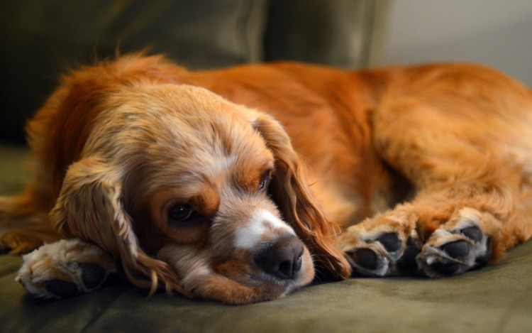 Ирландский кокер спаниель