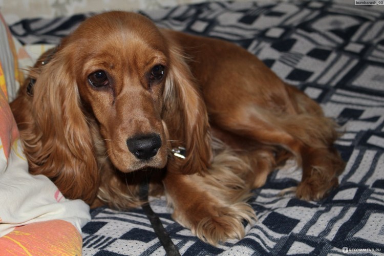 Русский охотничий спаниель рыжий