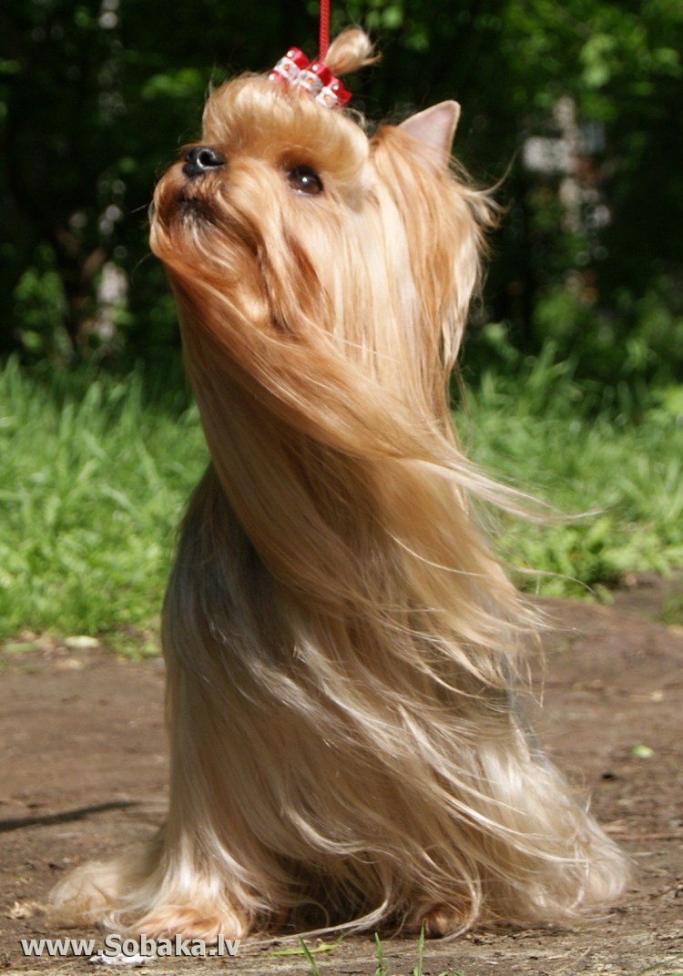 Йоркшир терьер