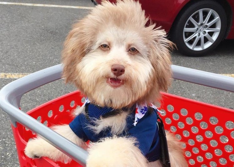 Пудель нори с человеческим лицом