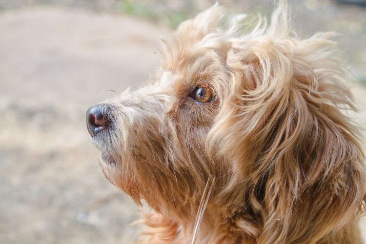Собака с человеческим волосом порода