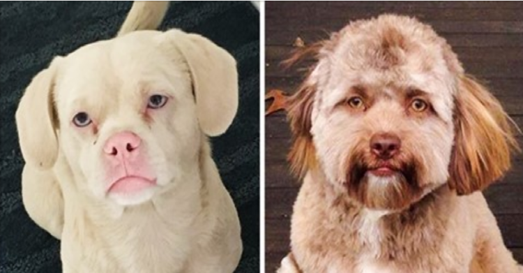 Собака с человеческим лицом