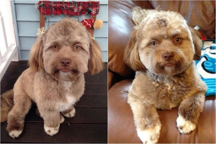 Собака с человеческим лицом