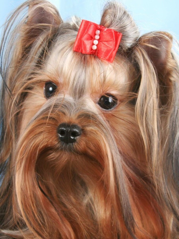 Йоркширский терьер длинношерстный