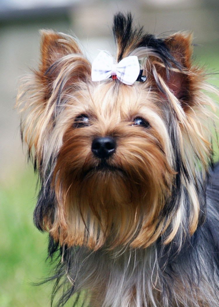 Йоркширский терьер гипоаллергенная собака