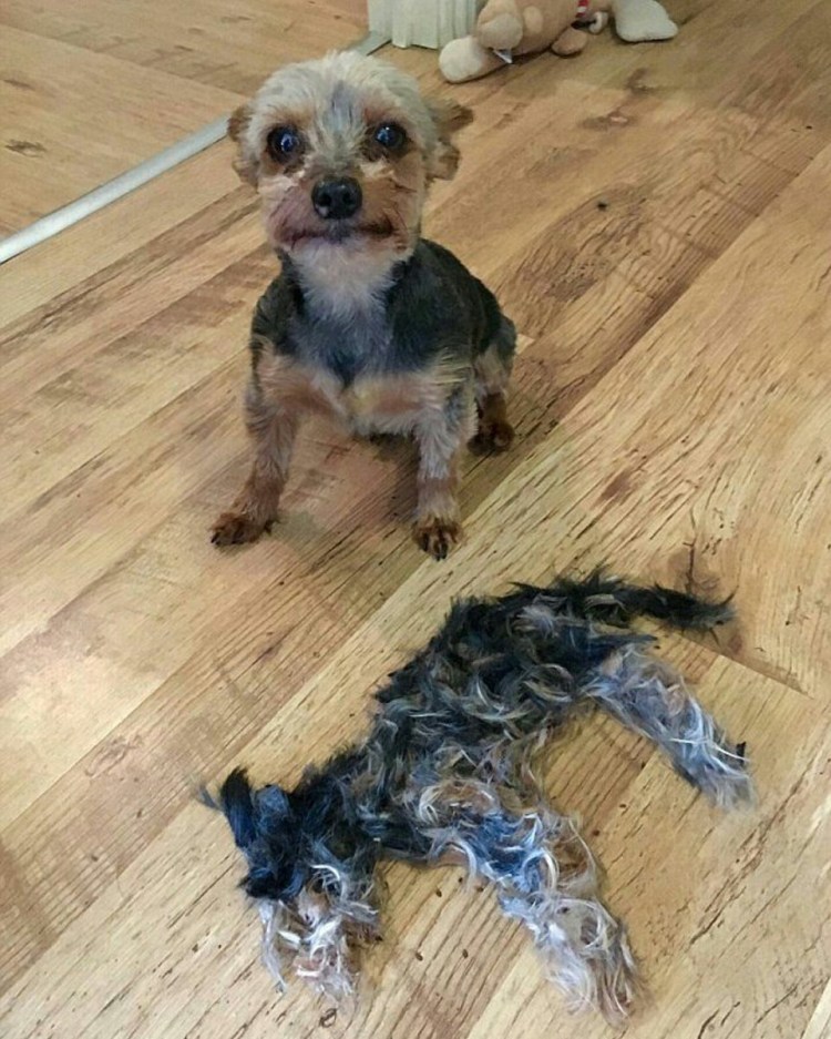 Живодеры Йоркширский терьер