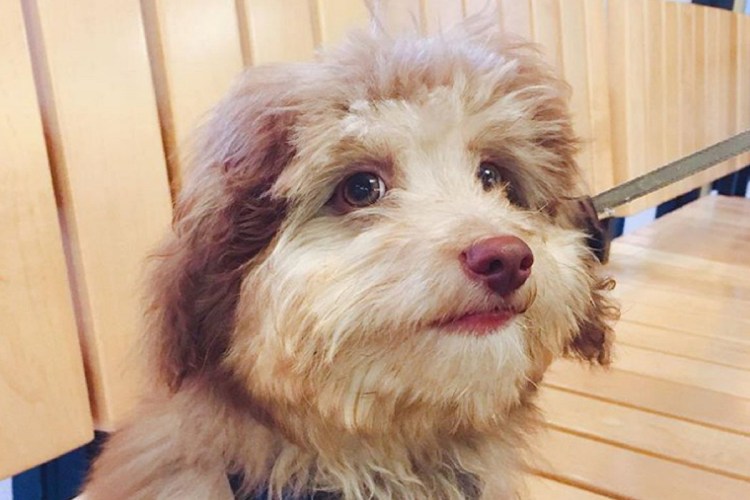 Пудель нори