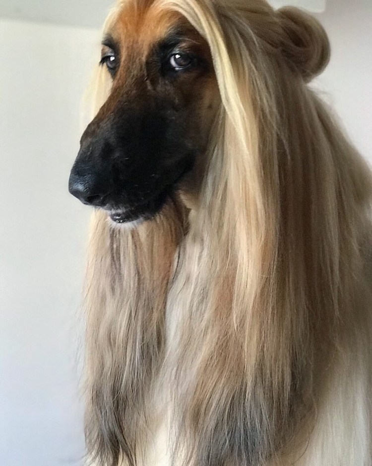 Собака с длинными волосами