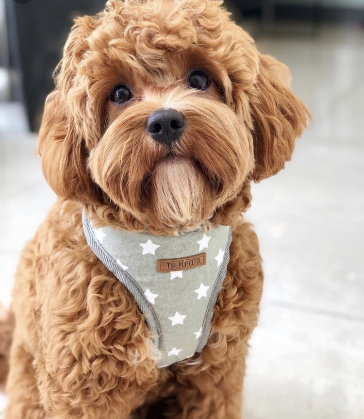 Кавапу собака мальтипу