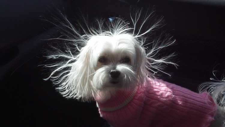 Собака с наэлектризованной шерстью