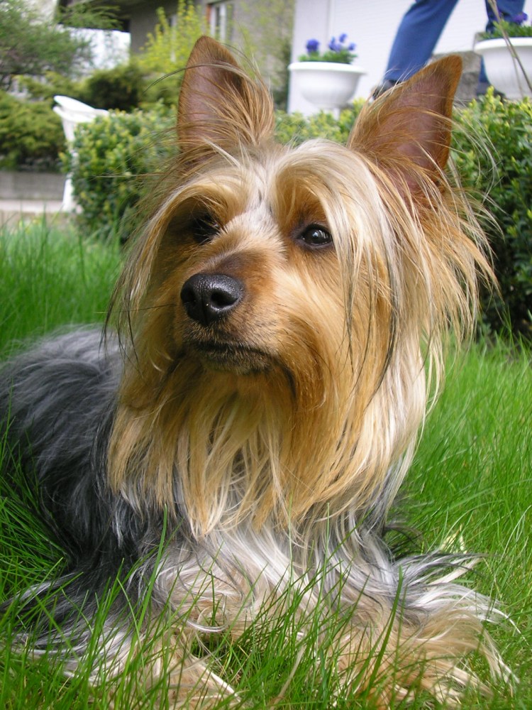 Австралийский силки терьер