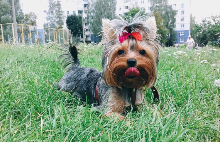 Лысый Йоркширский терьер