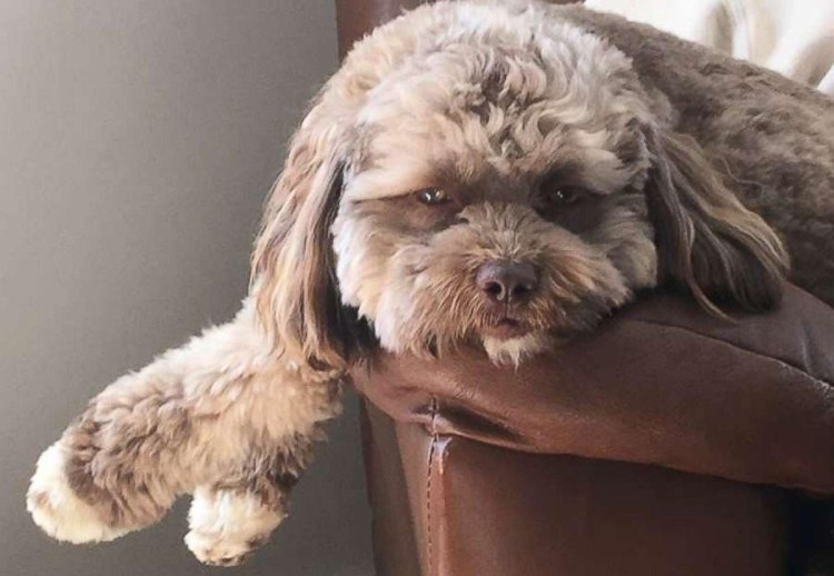 Метис ши тцу и пуделя