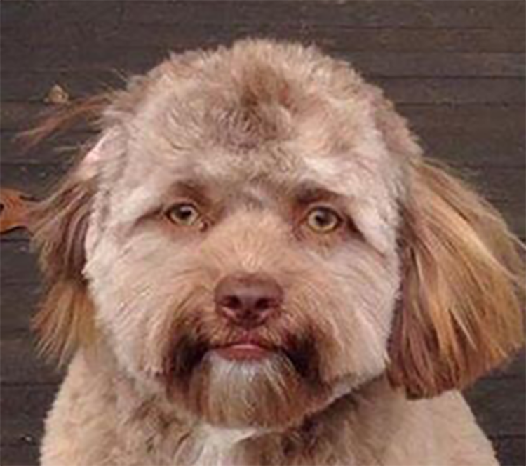 Собака с человеческим лицом порода