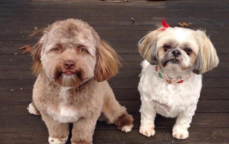 Собака похожая на Деда