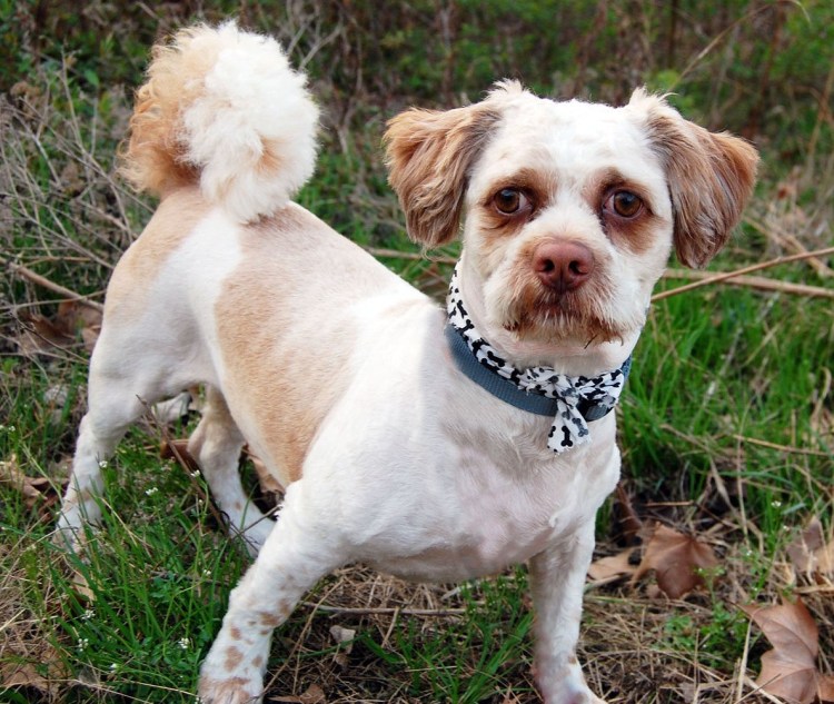 Собака с человеческим лицом