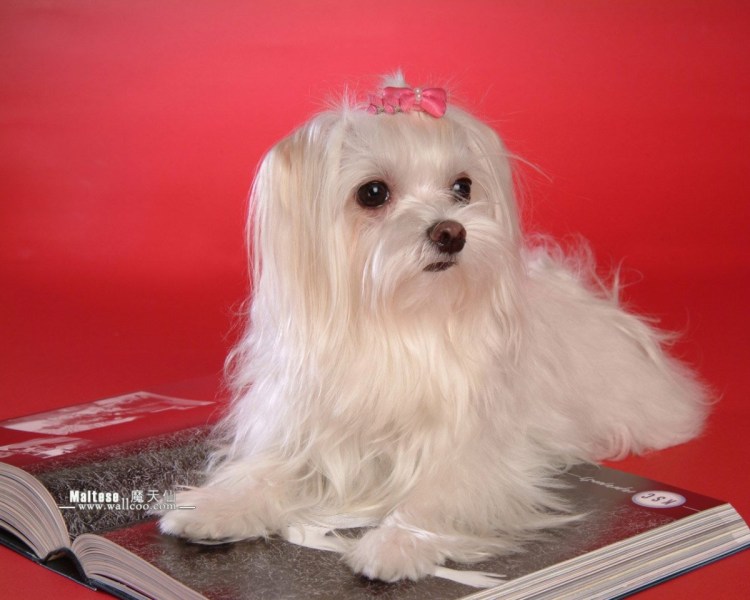 Русская салонная болонка