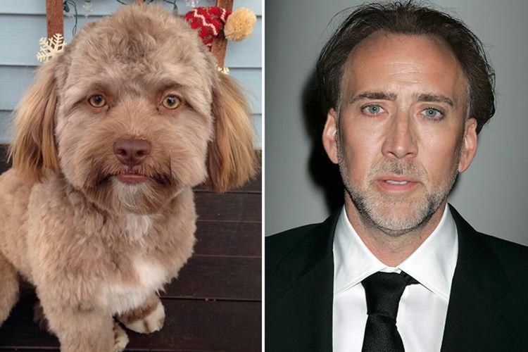 Собаки которые похожи на людей