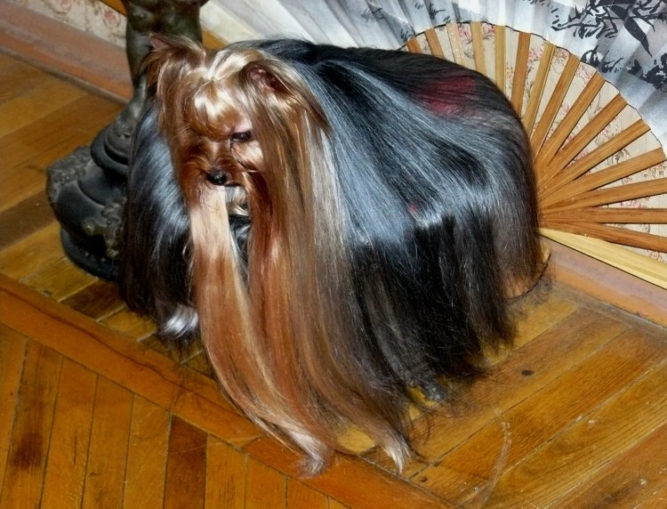 Йорк с очень длинной шерстью