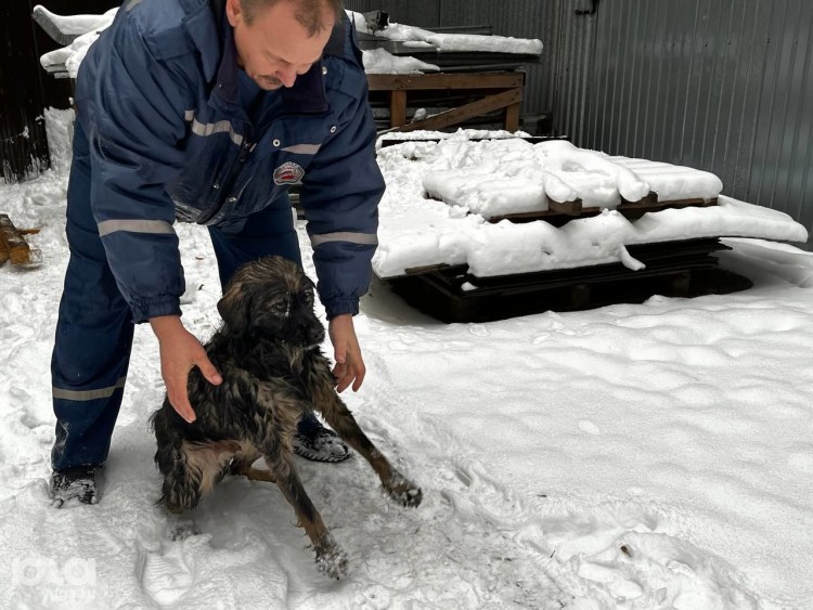 Голландская овчарка Квазимодо