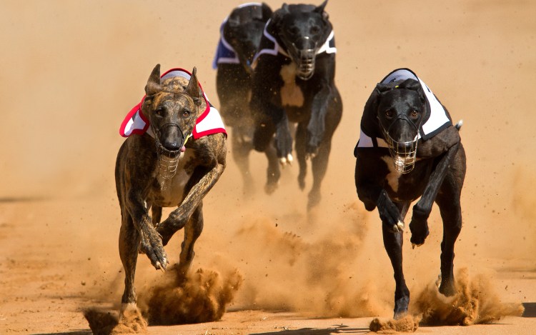 Бельгийская овчарка малинуа в прыжке