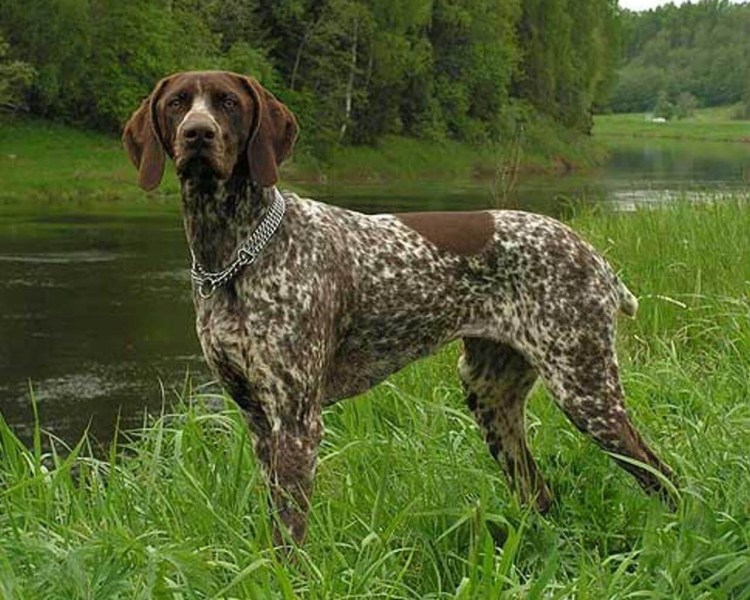Немецкая гончая Курцхаар