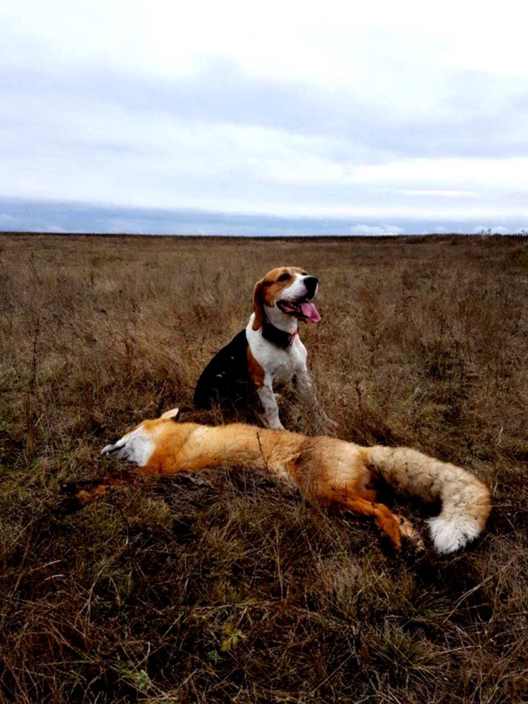Собачьи бега на Московском ипподроме