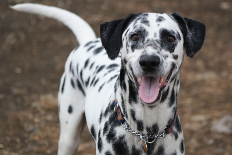 Льюис Хэмилтон 2005