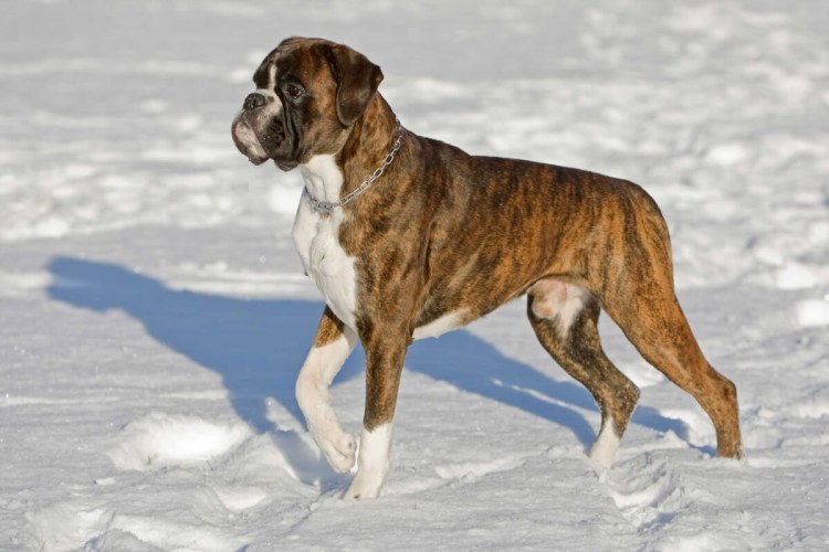 Далматин чемпион мира 2015