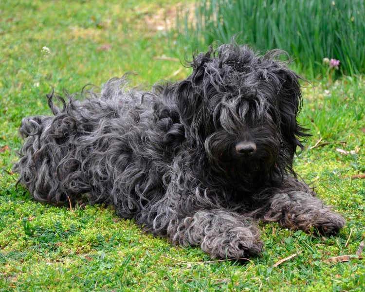 Английский сеттер лаверак