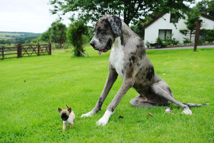 Герман Шепхерд