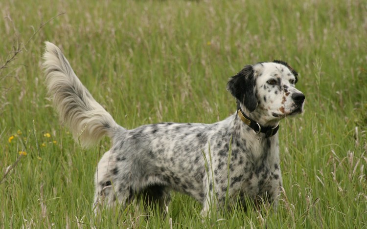 Сеттер лаверак
