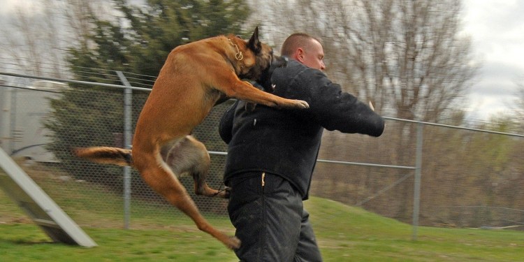 Охотничные собаки