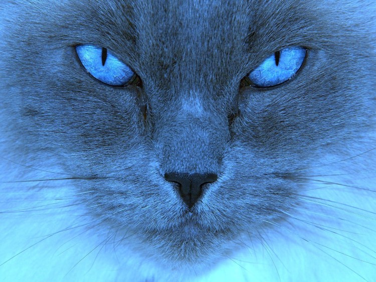 Серый котёнок