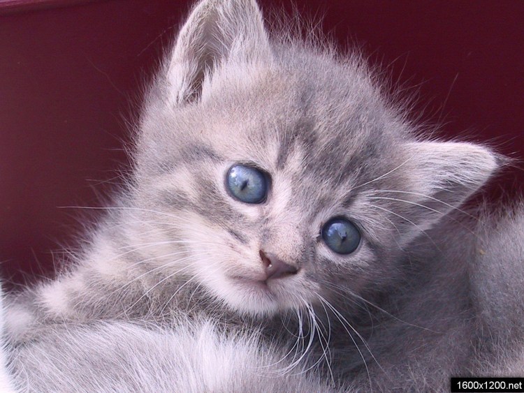 Бирманская кошка серая