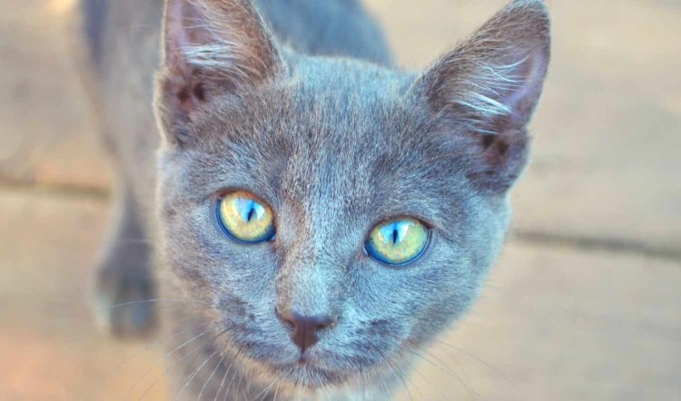 Светлые коты