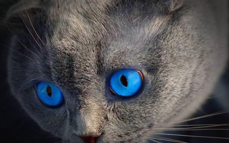 Корат шартрез Картезианская кошка