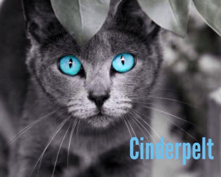 Сибирская голубая кошка