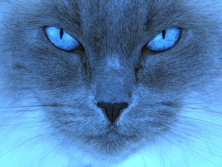 Серая кошка порода Корат