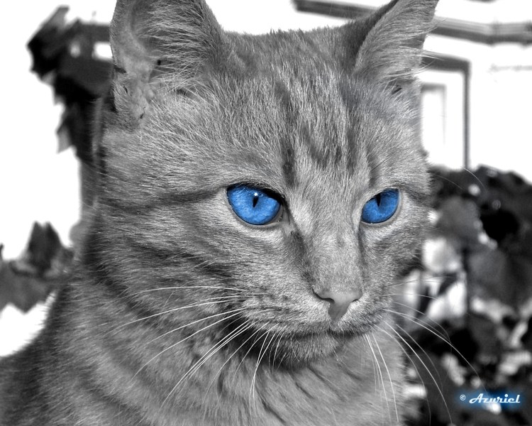 Картезианская кошка голубая